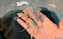 Bearded Dragon reptiles for sale: Bearded Dragon Babies - Advert 16