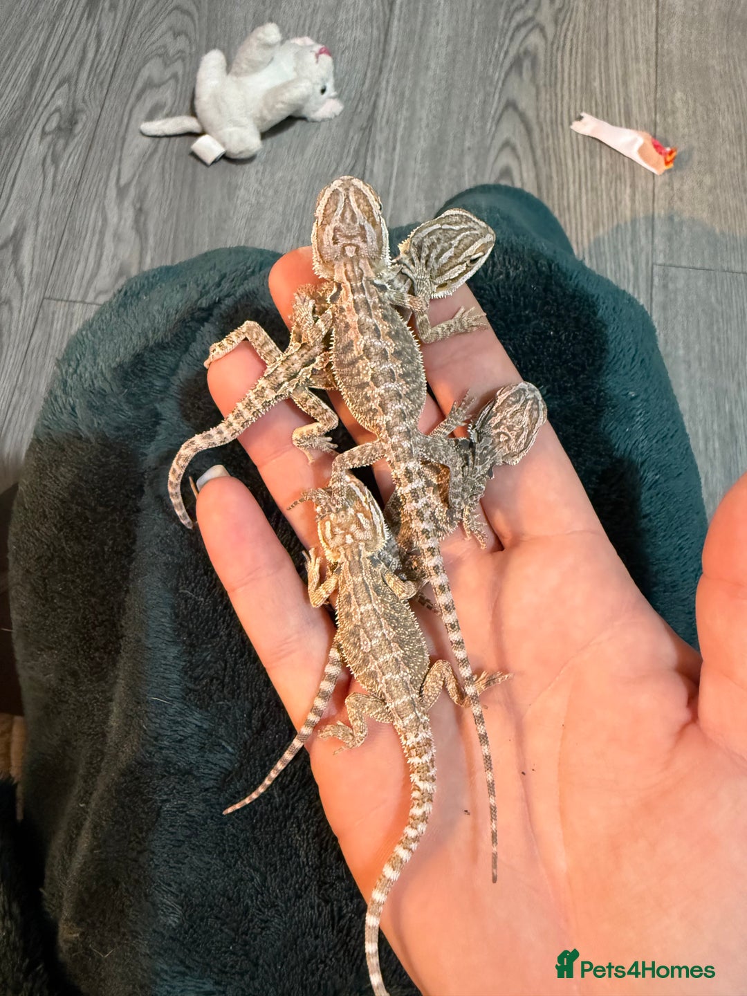 Bearded Dragon reptiles for sale: Bearded Dragon Babies - Advert 16