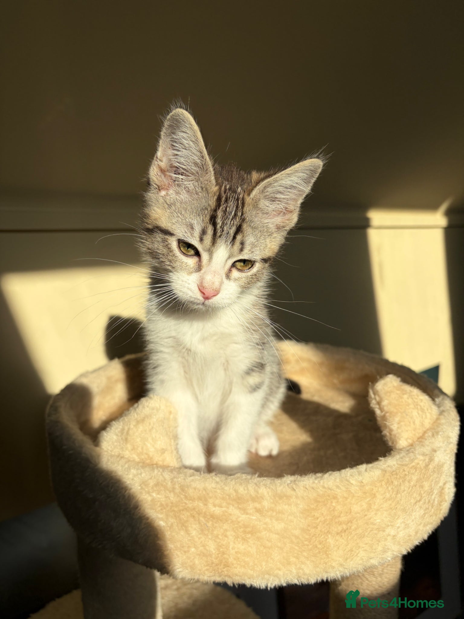 Mixed Breed cats Sweet Kitten Looking for a Loving Forever Home - Advert 12