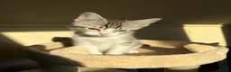 Mixed Breed cats for sale: Sweet Kitten Looking for a Loving Forever Home - Advert 1