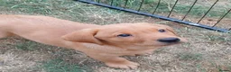 Labrador Retriever dogs for sale: Labrador Puppies Fox Red - Advert 8