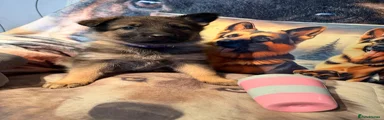 German Shepherd Puppy 6