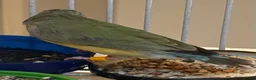 Finches birds for sale: Female Black Headed Gouldian Finch 5 Months Old - Advert 4