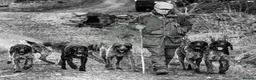 German Wirehaired Pointer dogs for stud: SOLID LIVER GERMAN WIREHAIRED POINTER AT STUD - Advert 7