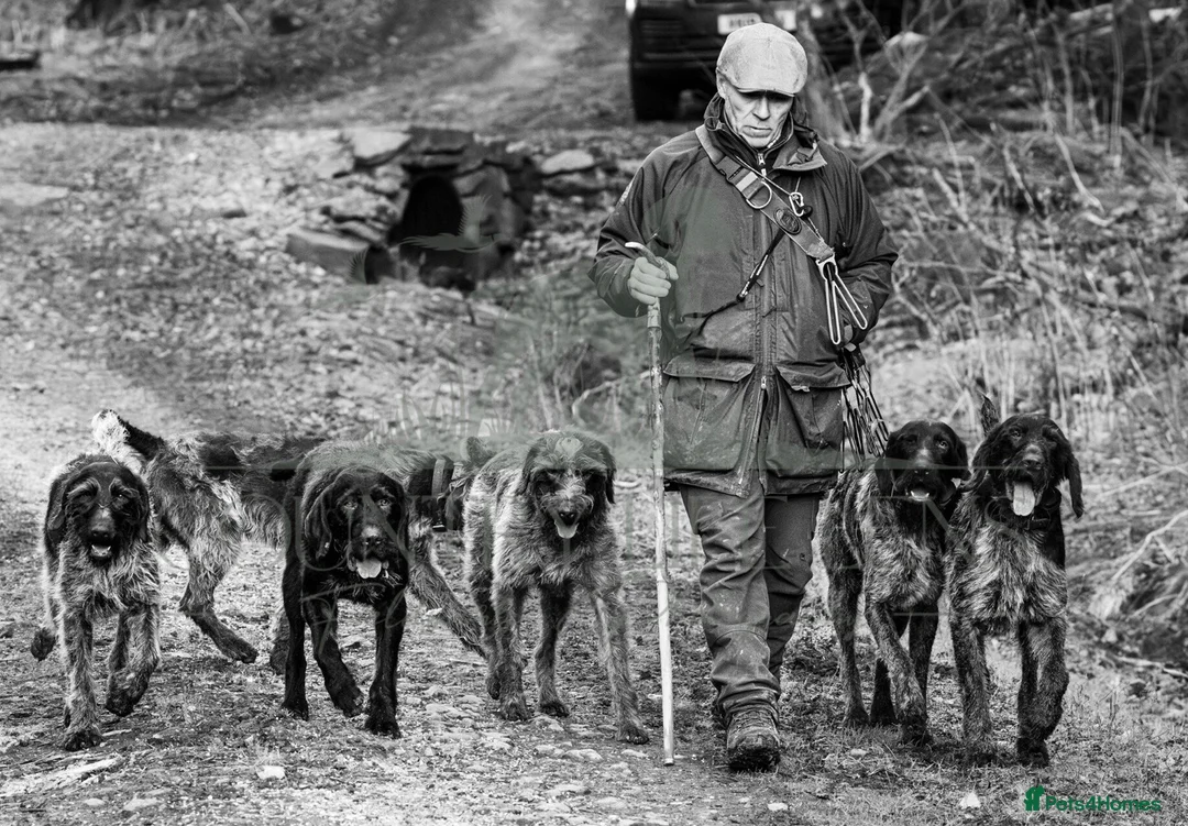 German Wirehaired Pointer dogs for stud: SOLID LIVER GERMAN WIREHAIRED POINTER AT STUD - Advert 7