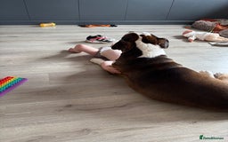 American Bulldog dogs for sale: american bulldog  - Image 11