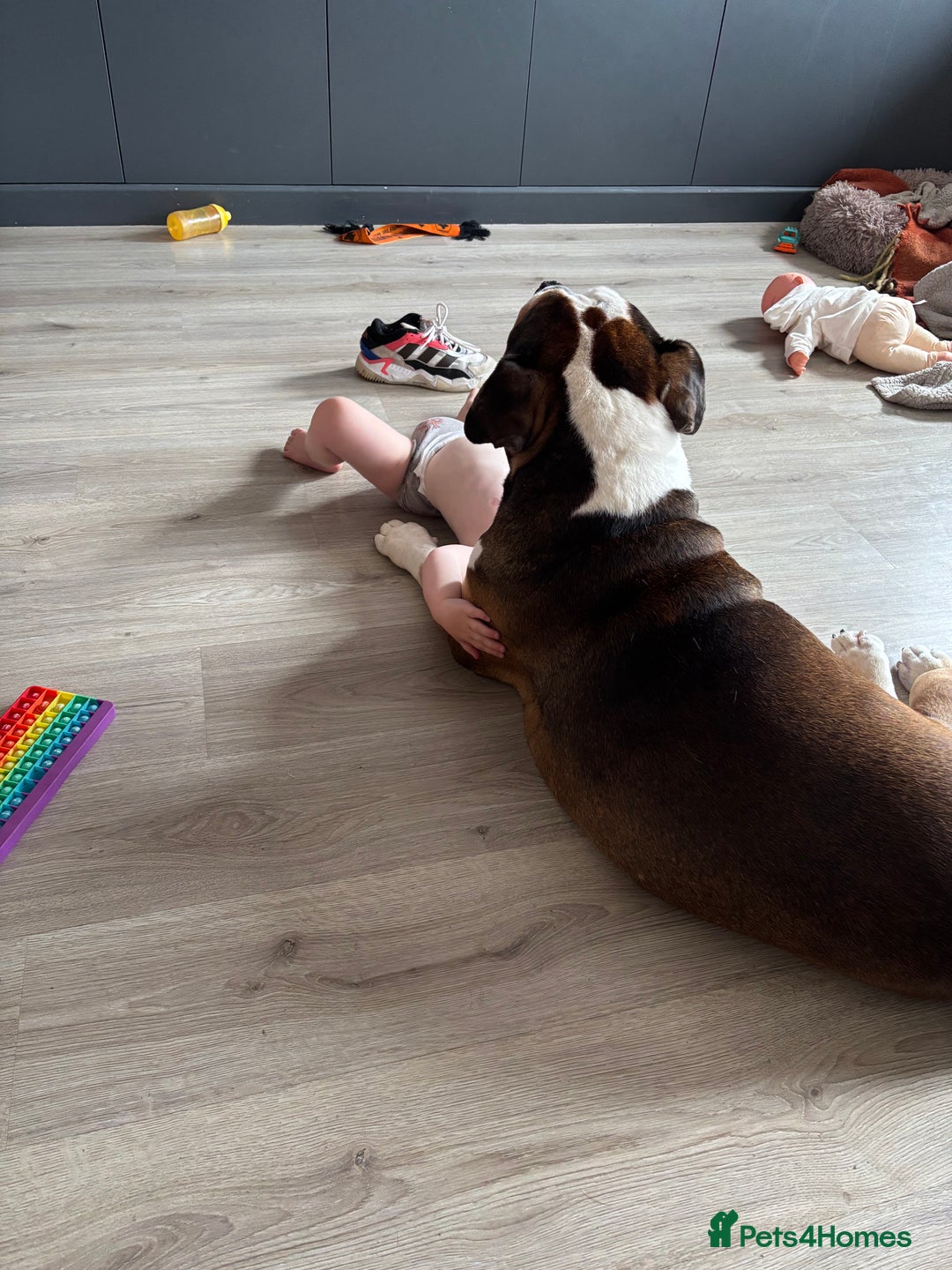 American Bulldog dogs for sale: american bulldog  - Image 11
