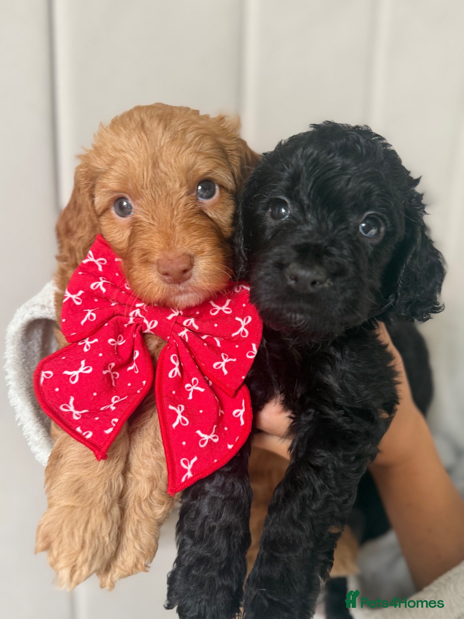 Cockapoo dogs Stunning Cockapoo Puppies DNA Tested  - Advert 1