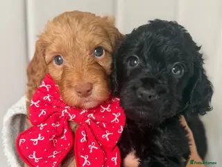 Cockapoo dogs Stunning Cockapoo Puppies DNA Tested - Advert 1
