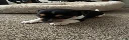 Jack Russell dogs for sale: Jack russell puppies ready to leave - Advert 6