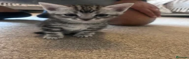 Bengal 2
