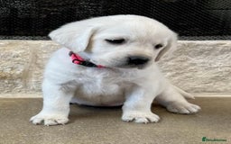 Labrador Retriever dogs for sale: Beautiful KC pure pedigree Labrador puppies - Image 8