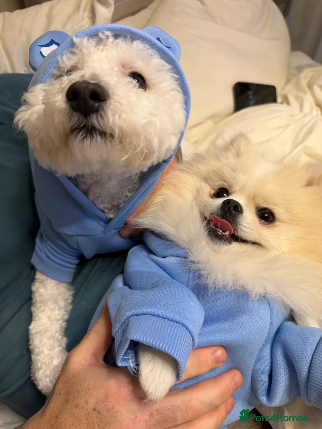 Pomeranian dogs for sale: Pomeranian in Glasgow - Advert 1