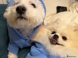 Pomeranian dogs Pomeranian - Advert 3