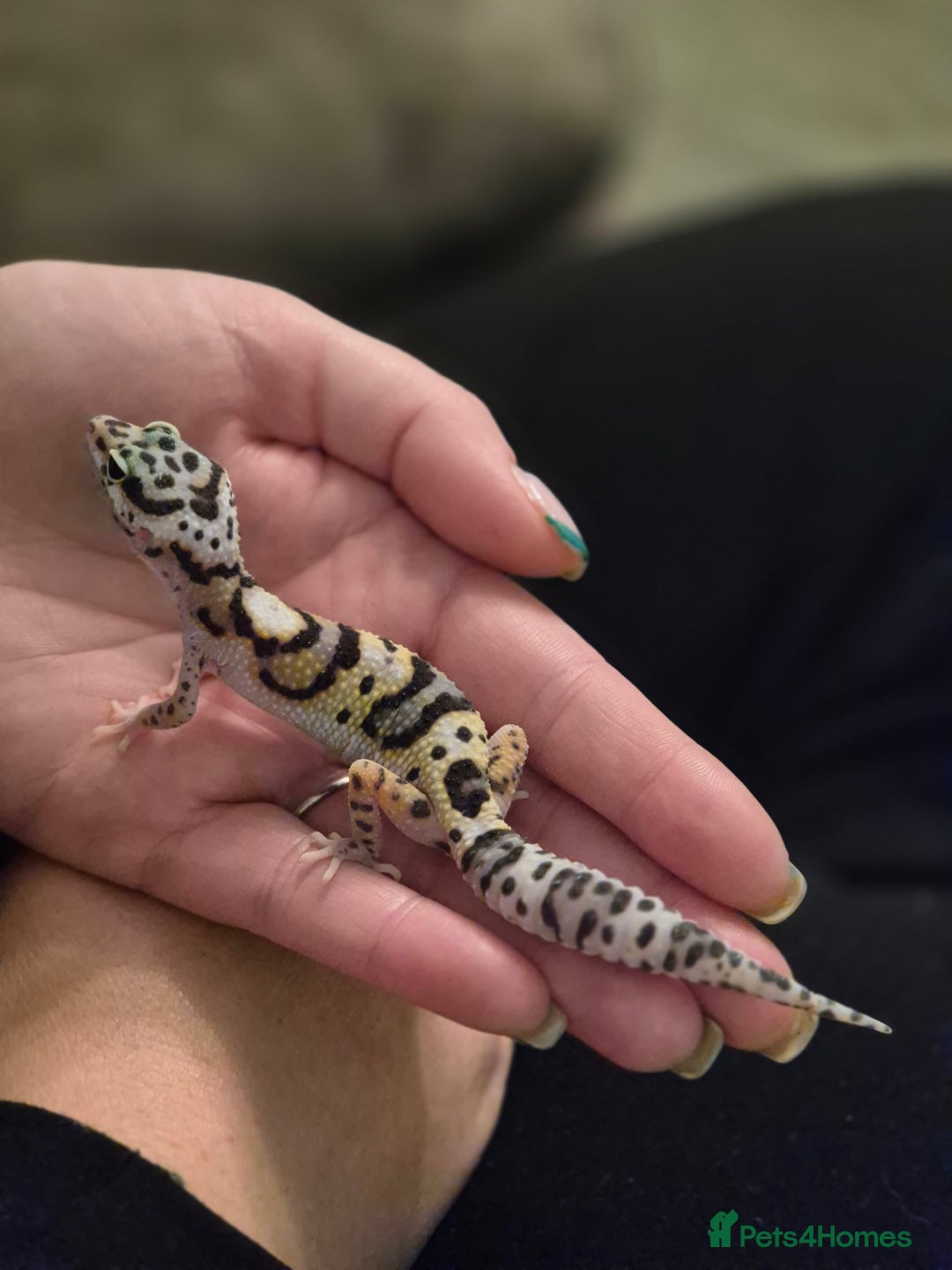 Gecko reptiles for sale: Leopard, gargoyle, chahoua and crested geckos - Advert 16