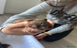 Cocker Spaniel dogs for sale: ✨show type cocker spaniel✨ - Image 11