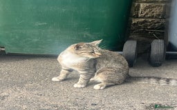British Shorthair cats for sale: Pluto - female 1.5 years old  - Image 2