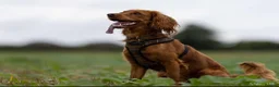 Cockapoo dogs for stud: Cockapoo stud - Advert 8