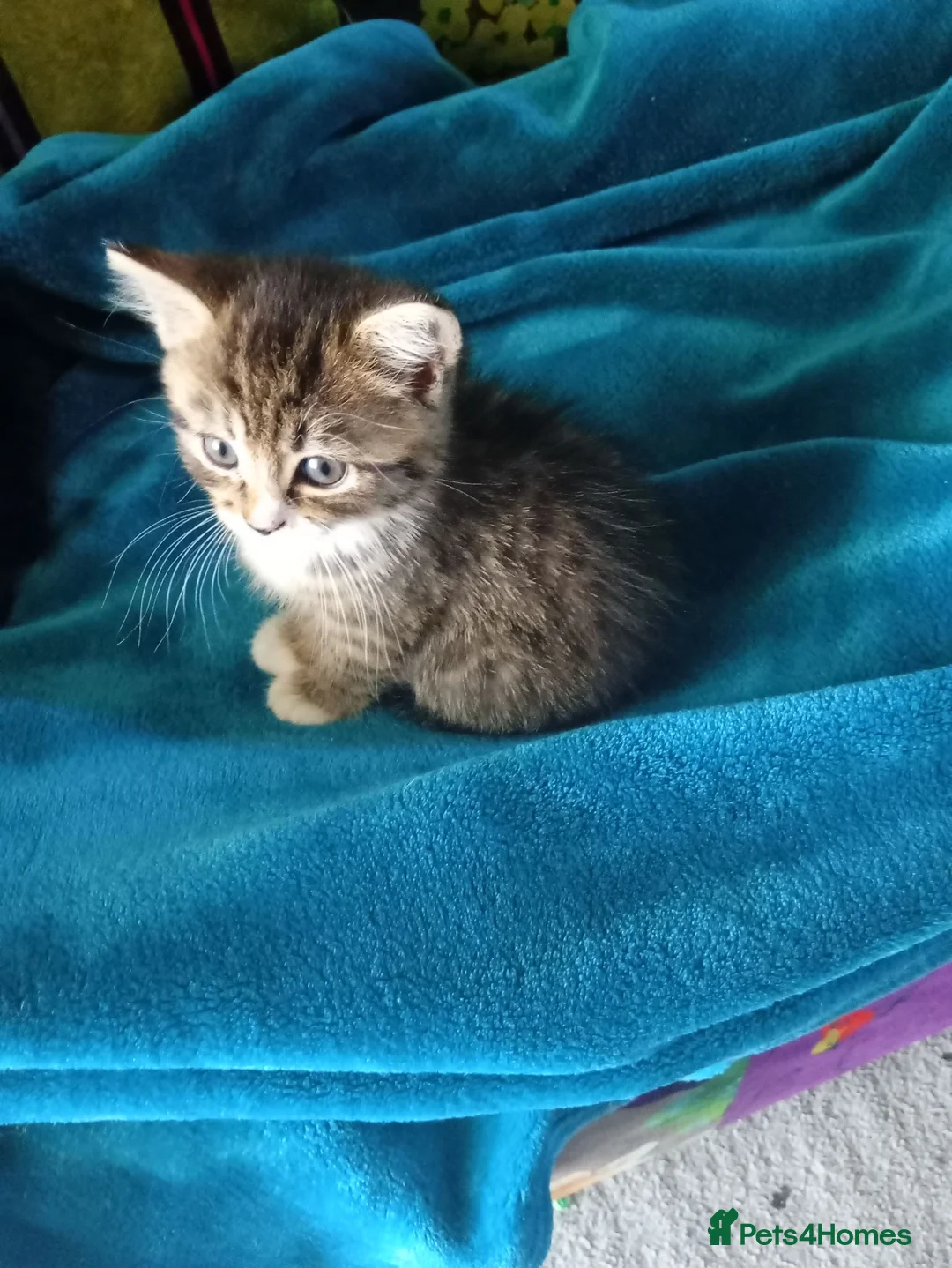 Mixed Breed cats for sale: Beautiful female kittens  - Advert 2