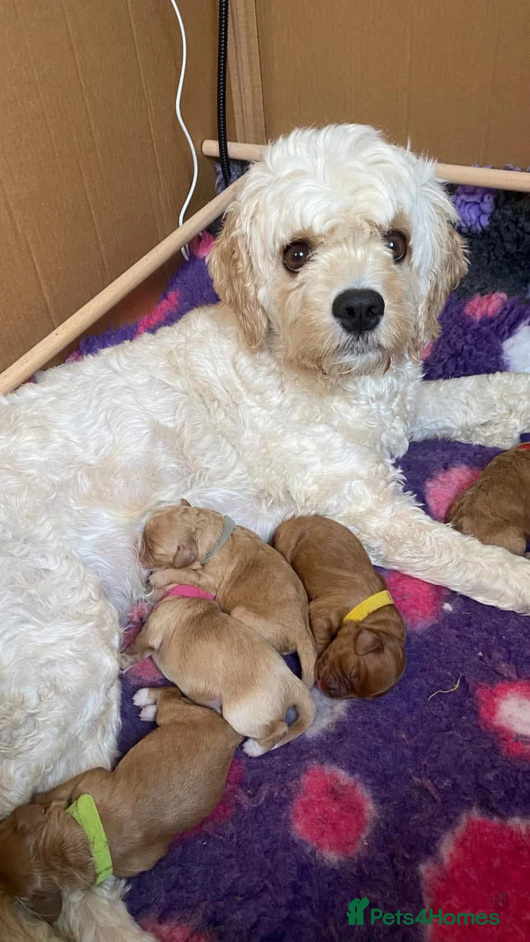 Toy Poodle dogs for stud: Charlie KC Toy poodle  extensively health tested  - Advert 6