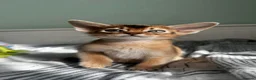 Abyssinian cats for sale: Abyssinian kittens  - Advert 20