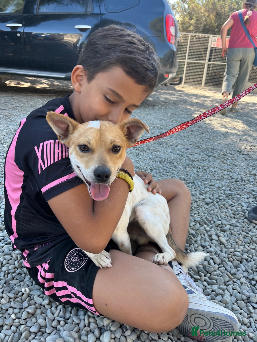 Mixed Breed dogs for adoption: Jeff is waiting for his forever  - Advert 4