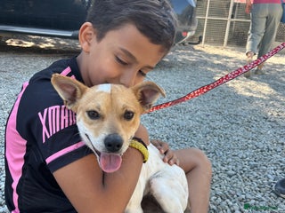 Mixed Breed dogs Jeff is waiting for his forever - Advert 15