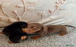 Dachshund dogs for sale: Mini dachshund puppies, PRA clear, health tested - Image 9