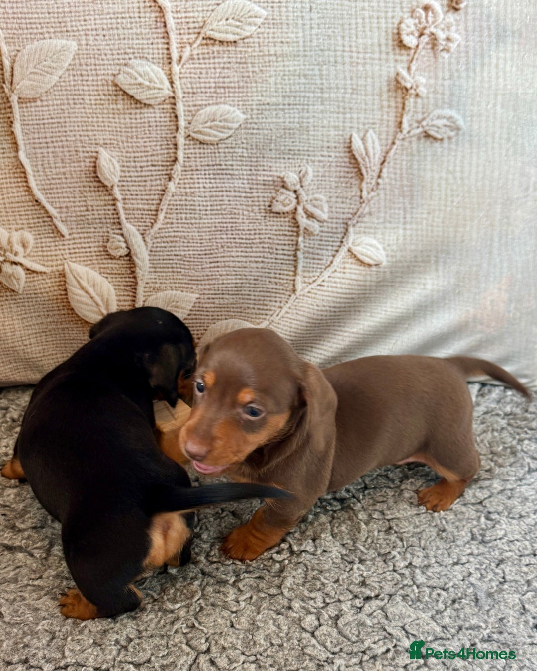 Dachshund dogs for sale: Mini dachshund puppies, PRA clear, health tested - Image 9