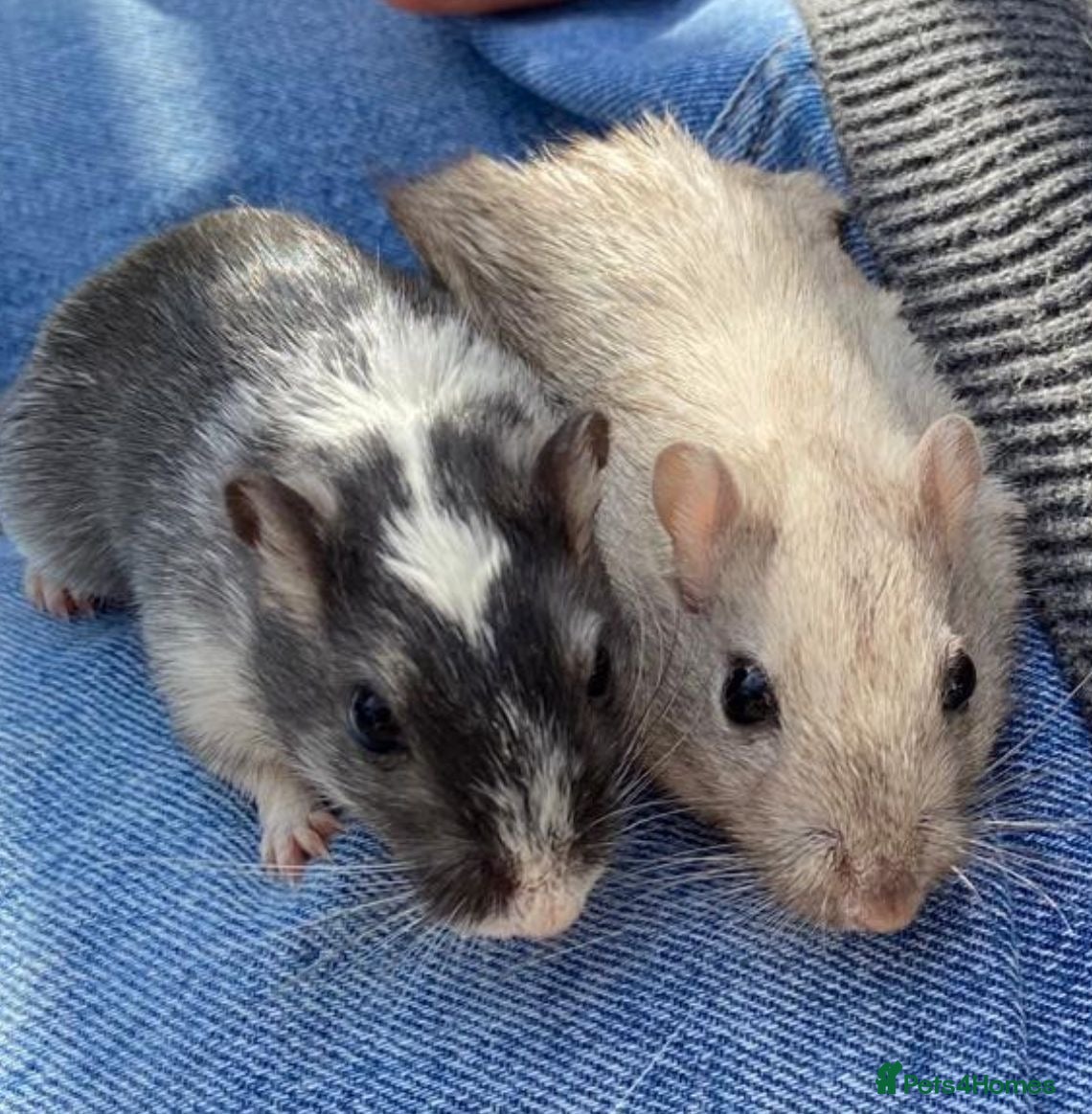 Gerbil rodents 2 friendly gerbils  - Advert 1