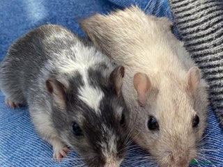 Gerbil rodents 2 friendly gerbils - Advert 1