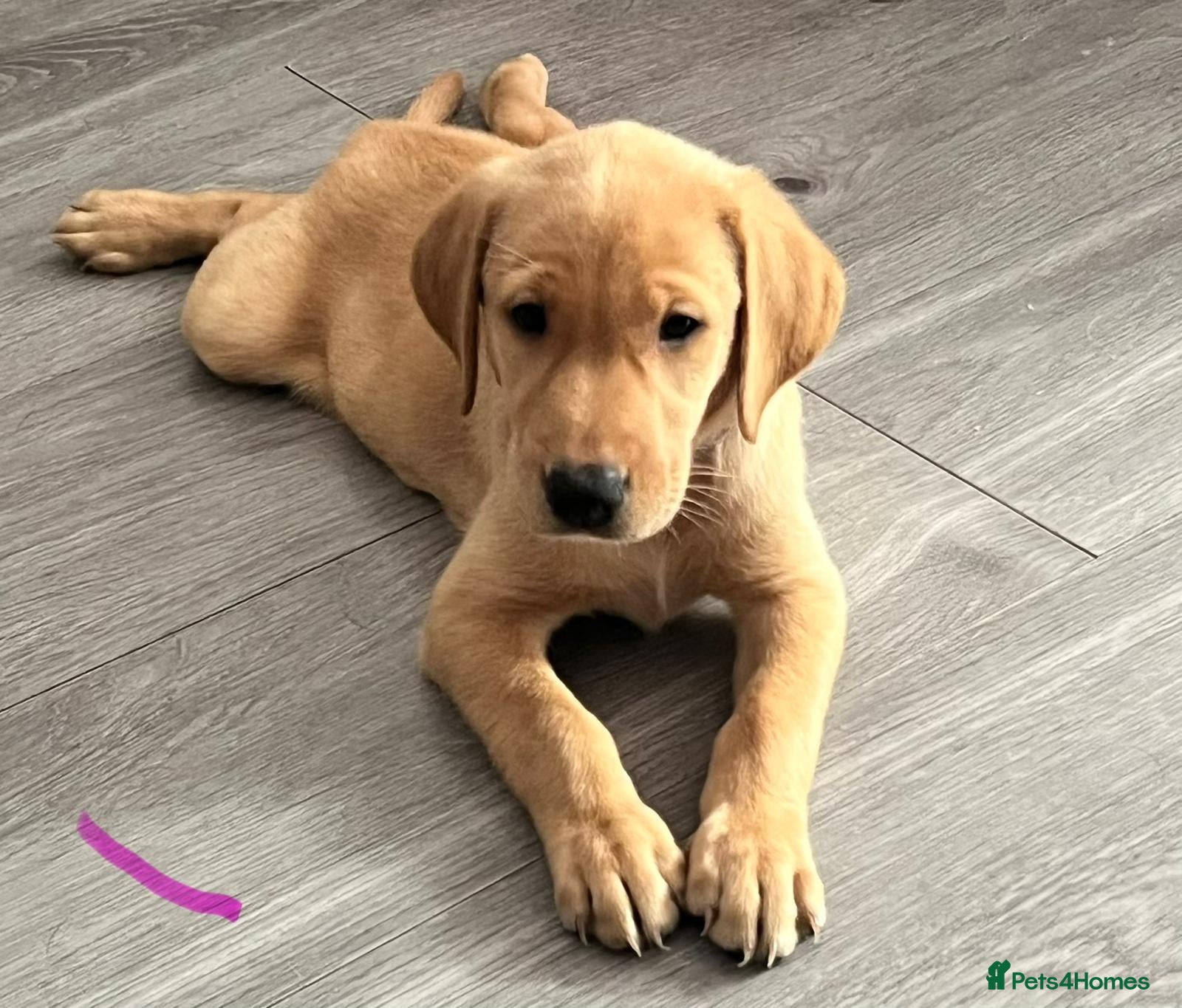 Labrador Retriever dogs 1 Girl! Adorable KC Labrador Puppies - Advert 1