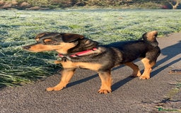 Jack Russell dogs for sale:  Friendly, playful and healthy 3yo Bella - Image 2