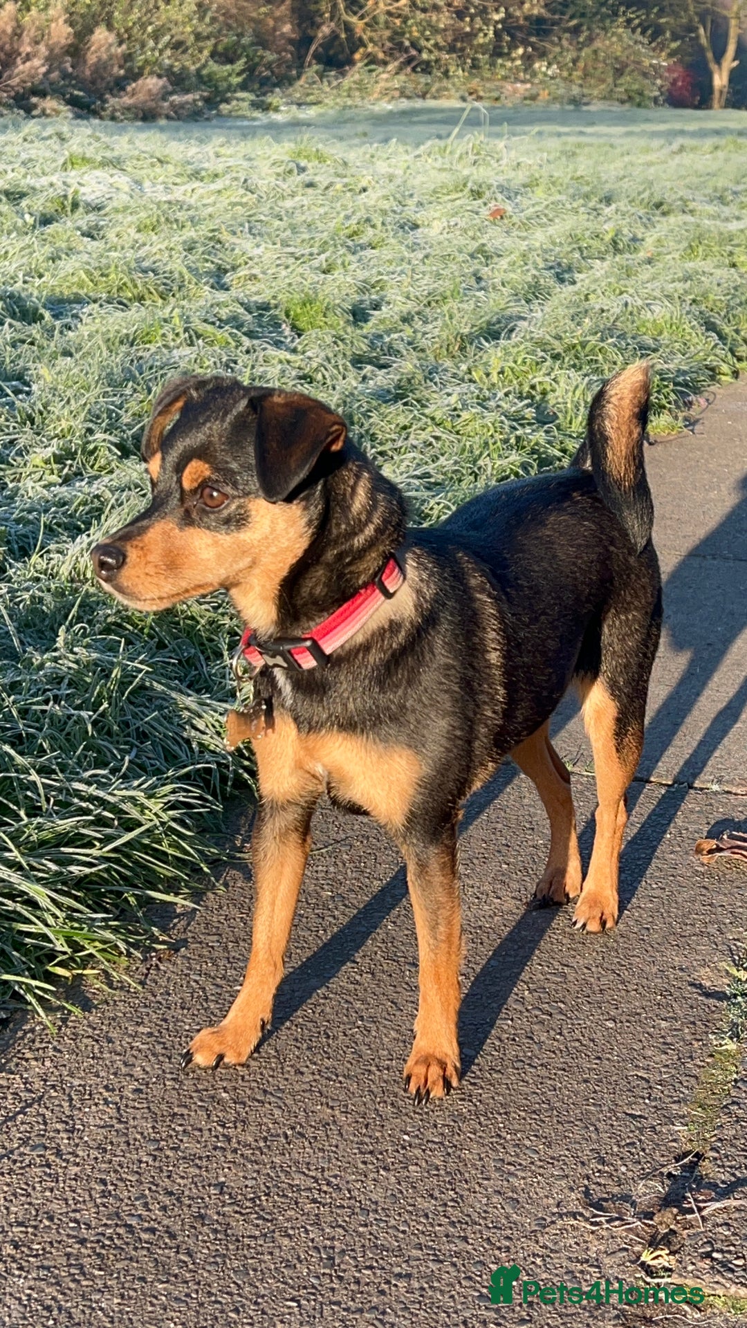 Jack Russell dogs for sale:  Friendly, playful and healthy 3yo Bella - Image 2
