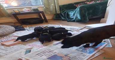 Patterjack dogs - Advert 5