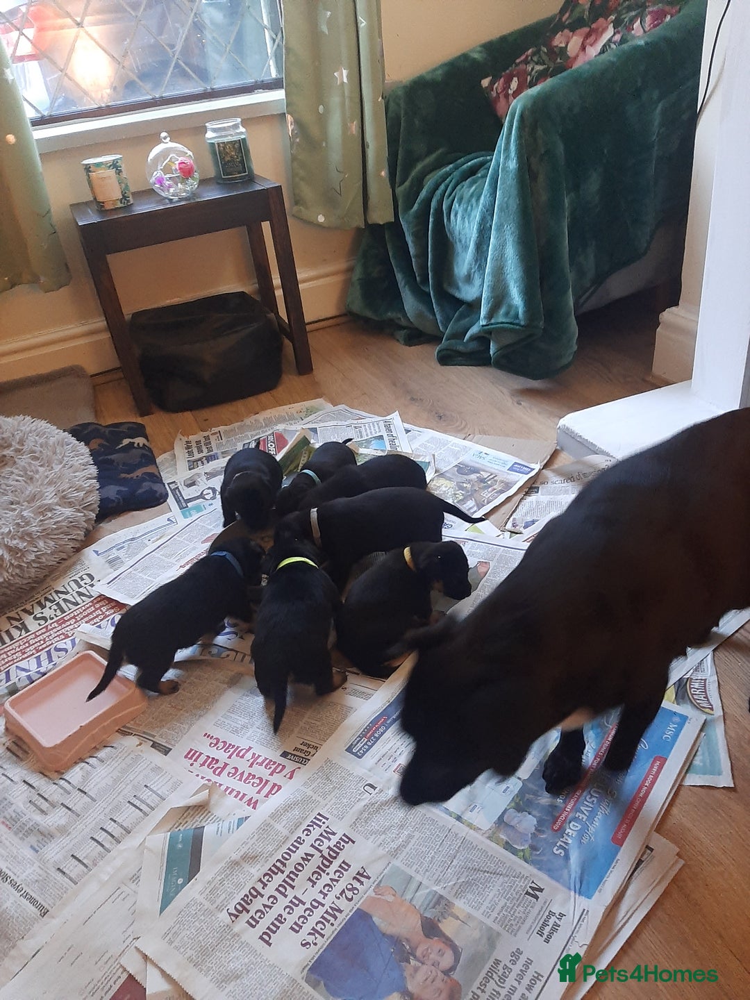 Patterjack dogs for sale: Patterjacks - Image 2