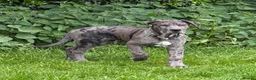Mixed Breed dogs for sale: Hendrix in Newbury - Advert 4