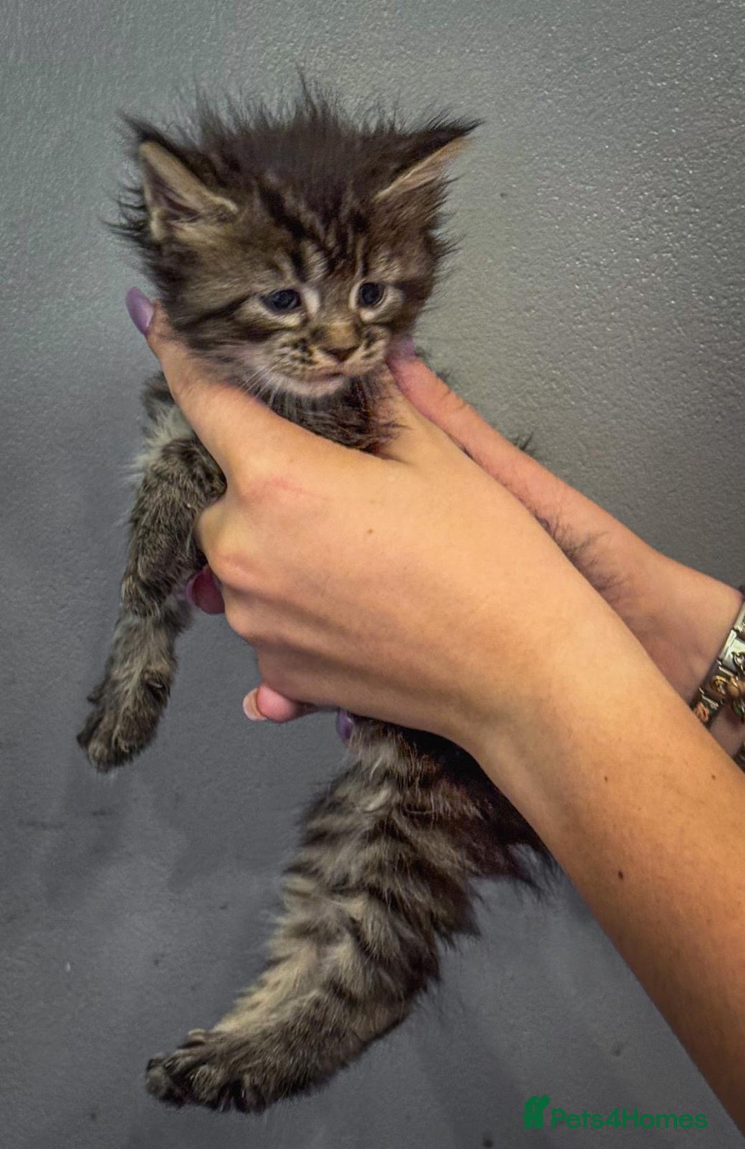 Maine Coon cats for sale: Full breed Mainecoon kittens ready 29th September  - Image 10