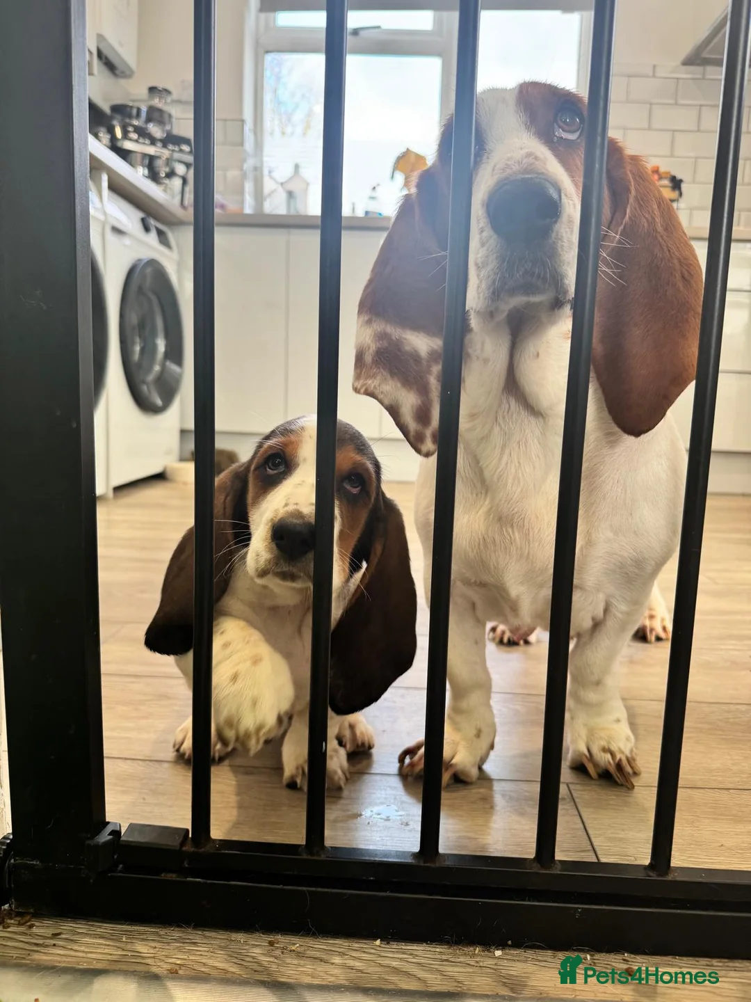 Basset Hound dogs for sale: One Beautiful Basset Hound Pup (Bertha) remaining. - Advert 2