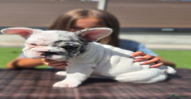 French Bulldog dogs - Advert 10