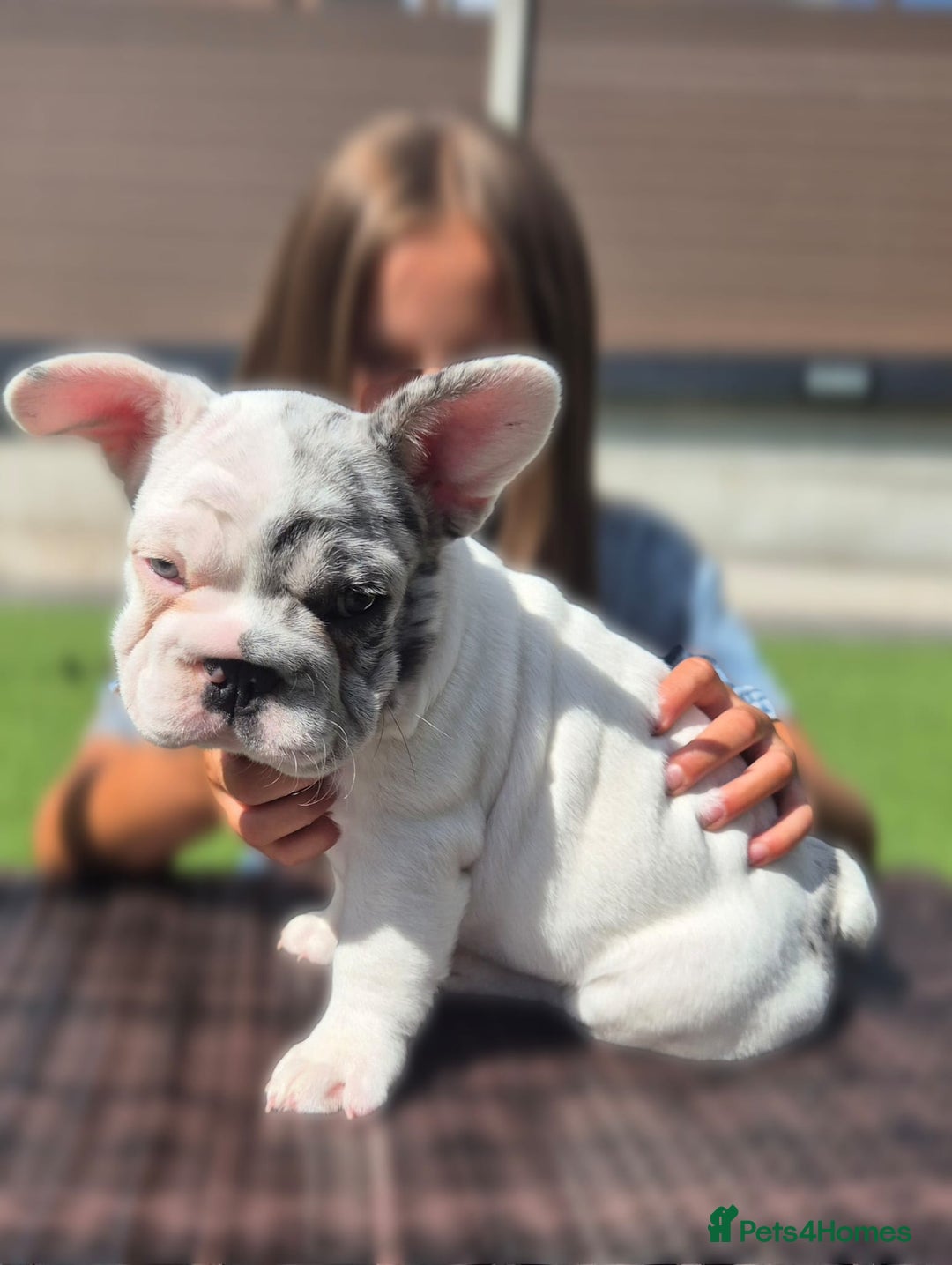 French Bulldog dogs for sale: FRENCHYS Kc from £2500 fluffy, Pink carriers - Image 3