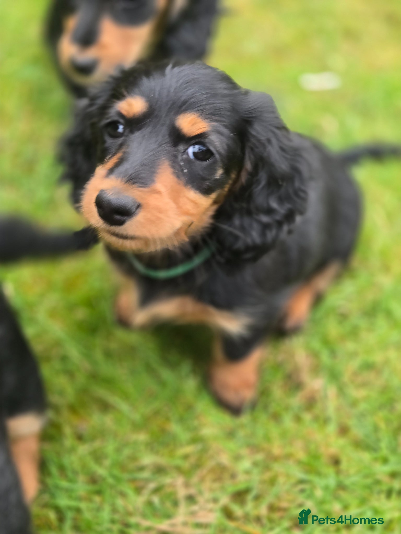 Miniature Dachshund dogs Longhaired miniature dachshund  - Advert 2