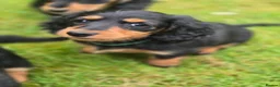 Miniature Dachshund dogs for sale: Longhaired miniature dachshund  - Advert 2