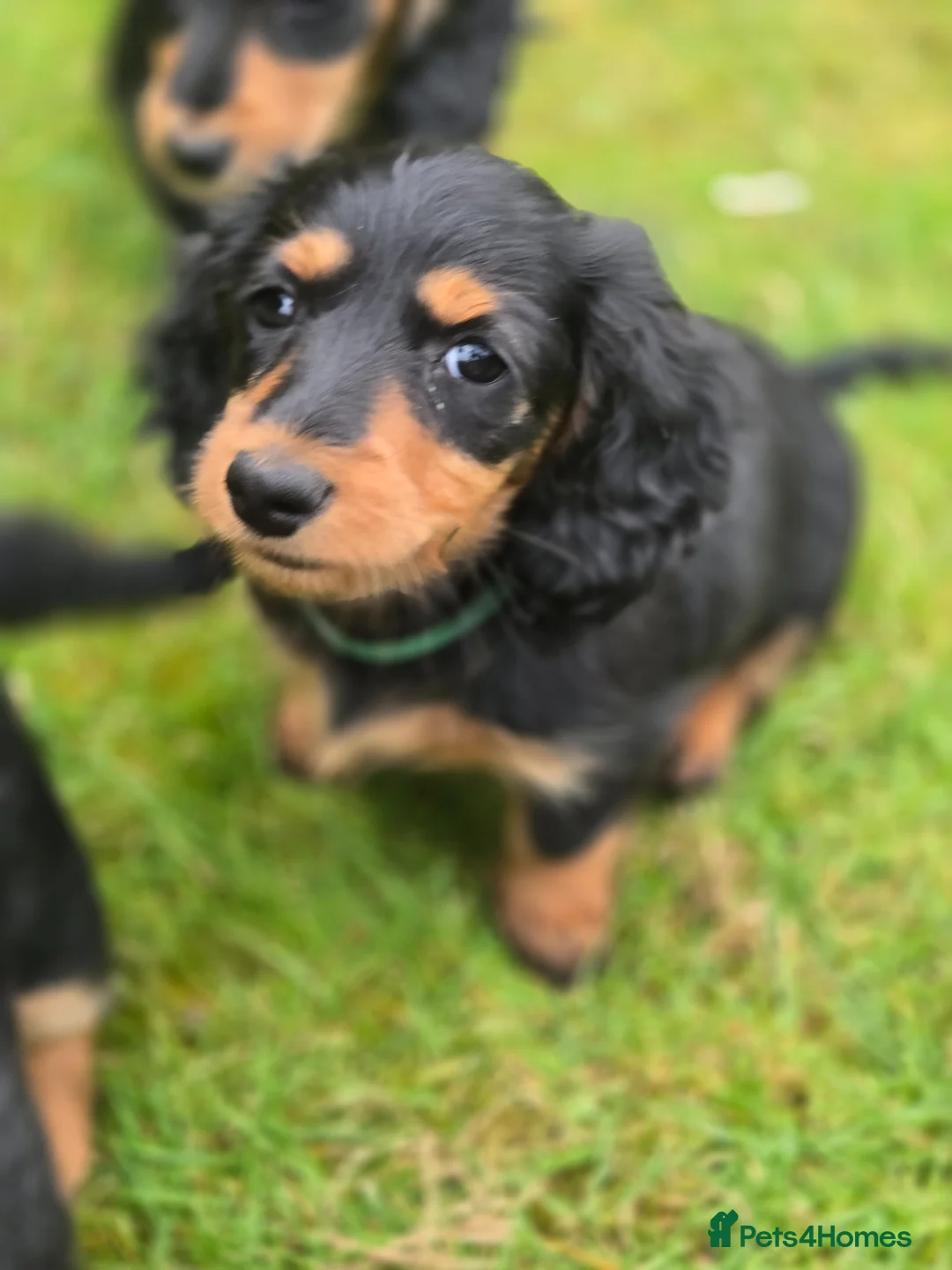 Miniature Dachshund dogs for sale: Longhaired miniature dachshund  - Advert 2