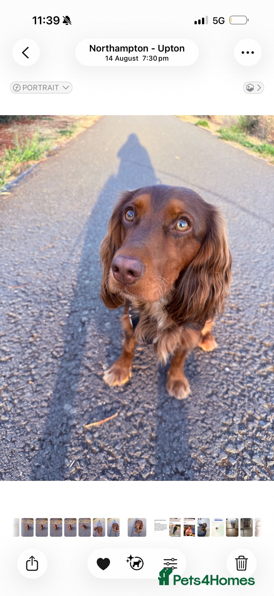 Cocker Spaniel dogs Gorgeous cocker spaniel stud  - Advert 3
