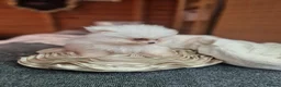 Pomeranian dogs for sale: Beautiful snow white Pomeranian puppy's  in Warrington - Advert 13