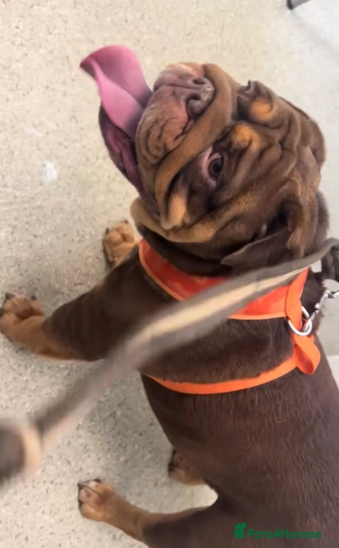 English Bulldog dogs for sale: breeding bitch great lines nearly ready in season  - Advert 4