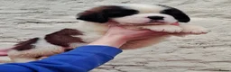 Saint Bernard dogs for sale: Show Quality Saint Bernard's  - Advert 7