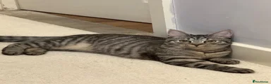 Maine Coon 1