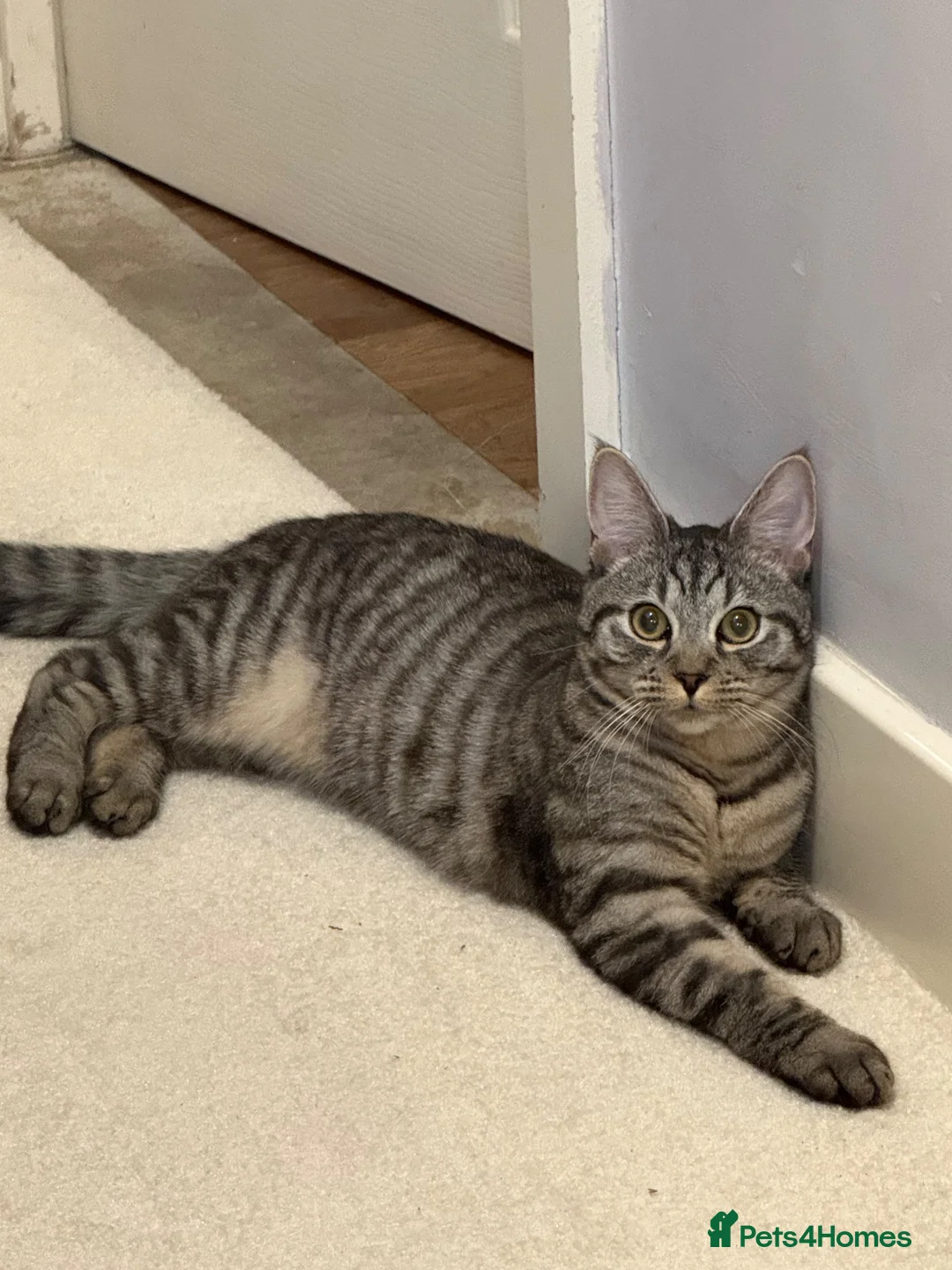 Maine Coon cats for sale: Princess  - Advert 2